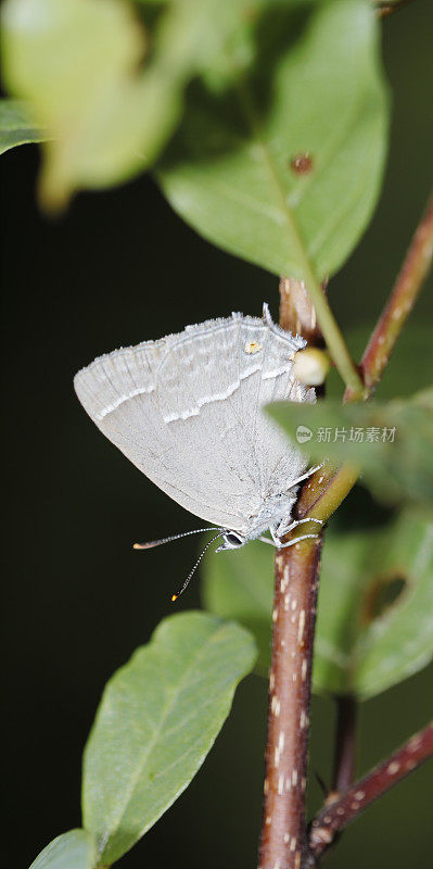 紫斑蝶(Neozephyrus quercus)